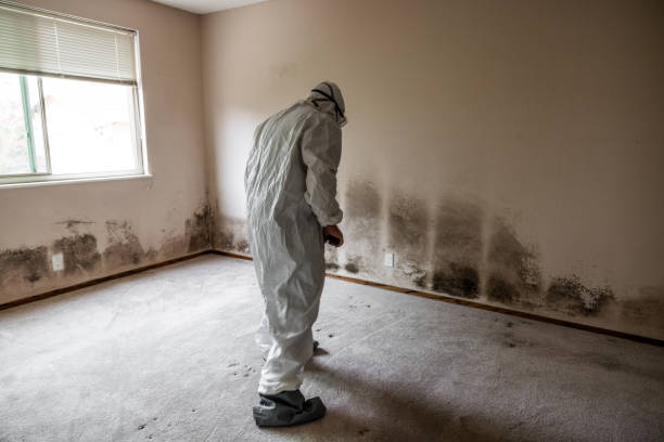 Certified Mold Removal in Highland On The Lake, NY