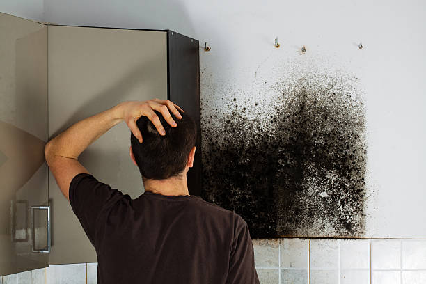 Best Residential Mold Removal  in Highland On The Lake, NY